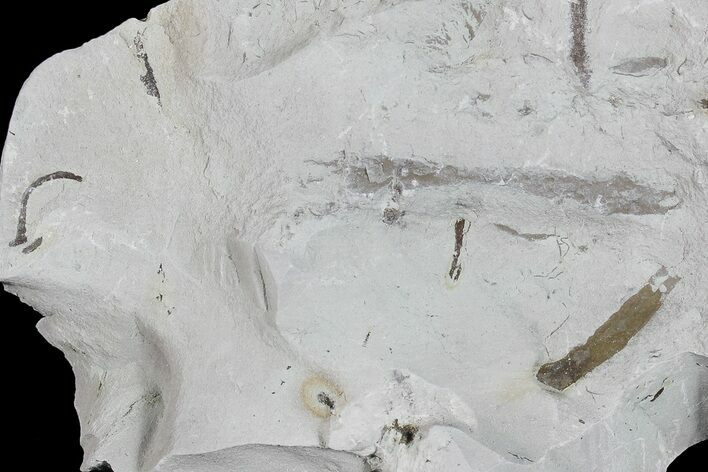 Ediacaran Aged Fossil Worms (Sabellidites) - Estonia #73527